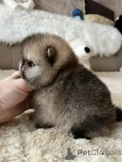 Фото №1. померанский шпиц - купить в Мюнхене за договорная. Объявление №165635