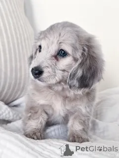 Фото №2 к объявлению №144518 о продаже таксу - купить в Германии заводчик