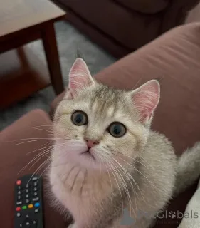 Фото №1. британская короткошёрстная - купить в Килларни за договорная. Объявление №156693