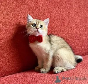 Фото №4. Продам шотландскую (скоттиш страйт) в Братислава заводчик - цена договорная