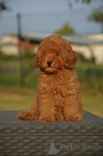 Дополнительные фото: Карликовая пудель