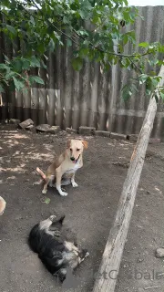 Дополнительные фото: Не такая как все!Собака по кличке Карамелька.