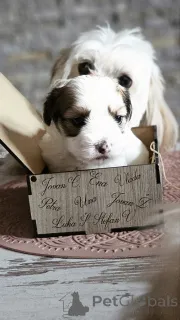 Дополнительные фото: Гаванский бизон