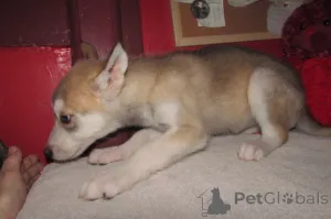 Фото №2 к объявлению №146695 о продаже немецкую овчарку - купить в США заводчик