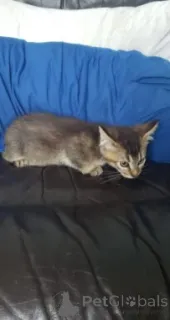 Дополнительные фото: Котята Манчкин