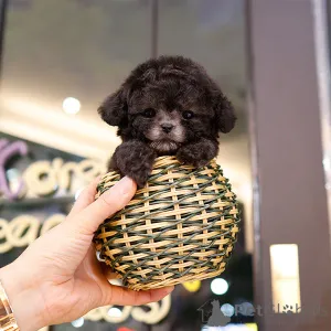 Фото №4. Продажа пуделя (той) в Шарлотта заводчик - цена 44354₽