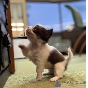 Фото №3. Chihuahua-Welpen Zu Verkaufen.  Германия