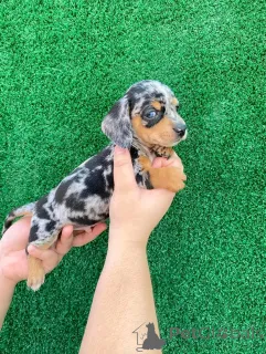 Фото №3. Карандаш Kääpiömäyräkoiran 1 500.  Финляндия