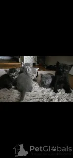 Фото №2 к объявлению №152172 о продаже сиамская - купить в Швейцарии 