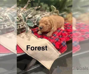 Фото №1. кинг-чарльз-спаниель, чесапик-бей-ретривер, золотистый ретривер - купить в Квинс Парк за договорная. Объявление №161051