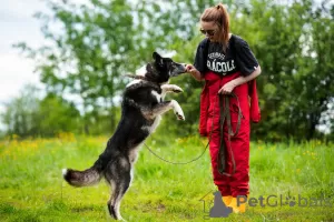 Фото №4. Продажа беспородную в Москва частное объявление - цена Бесплатно