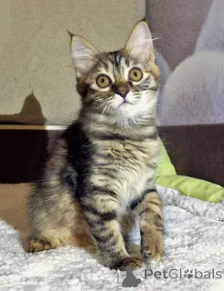 Дополнительные фото: Маленькая полосатая кото-рысь ищет дом