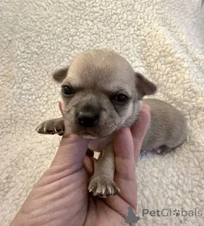 Дополнительные фото: Очень маленькие чихуахуа