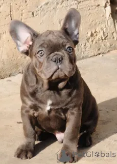 Дополнительные фото: Французский бульдог, экзотические щенки