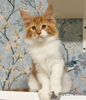 Дополнительные фото: *TICA REG* КОТЯТА ИМБИРНОГО МЕЙН-КУНА