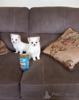 Фото №2 к объявлению №166895 о продаже чихуахуа - купить в Польше 