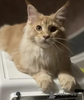 Фото №1. мейн-кун - купить в Баден-Бадене за 89520₽. Объявление №163185