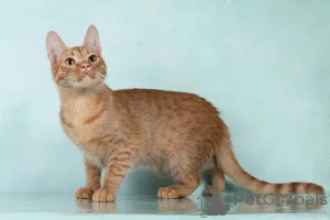 Дополнительные фото: Юна, чудесная ласковая кошечка-подросток ищет дом