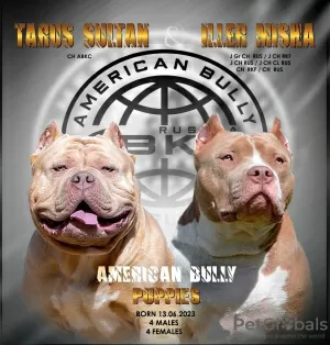 Фото №3. American Bully.  Россия