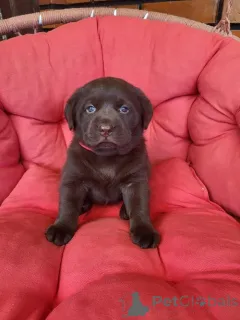 Дополнительные фото: Щенки коричневого лабрадора