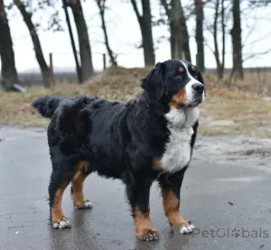 Дополнительные фото: Puppies Bernky Zennenhund
