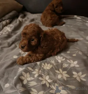 Фото №3. Амбаланган айура я пудель.  Сербия