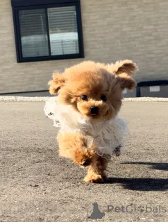 Дополнительные фото: Женский пудель