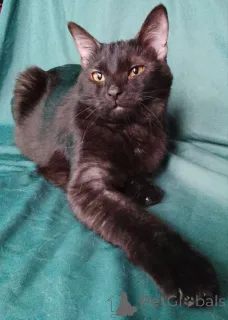 Фото №3. Сабрина ищет дом.. Россия