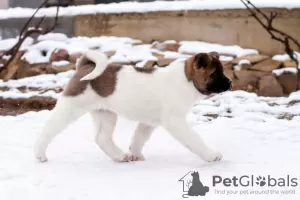 Дополнительные фото: Puppy American Akita