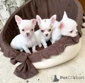 Фото №2 к объявлению №160943 о продаже пуделя (той) - купить в Финляндии частное объявление, заводчик