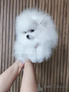 Дополнительные фото: Продаются щенки померанского шпица белого окраса воплощение благородства и