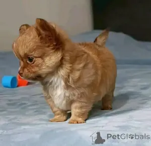 Фото №2 к объявлению №166544 о продаже чихуахуа - купить в США заводчик