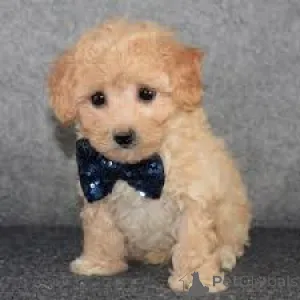 Фото №2 к объявлению №160805 о продаже мальтипу - купить в Нидерландах заводчик