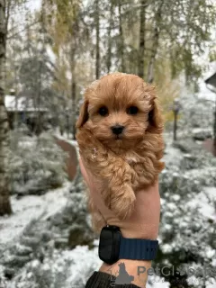 Дополнительные фото: Мальтипу Ф1 мини(WhatsApp 79340037836)