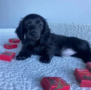 Фото №2 к объявлению №146291 о продаже таксу - купить в США частное объявление