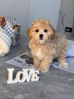 Фото №2 к объявлению №146117 о продаже мальтипу - купить в Американском Самоа частное объявление, из питомника, из приюта, заводчик