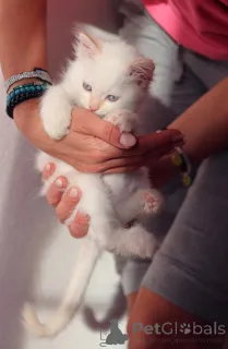 Дополнительные фото: Очаровательные котята ищут любящих хозяев