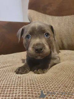 Фото №2 к объявлению №165190 о продаже стаффордширского бультерьера - купить в Бельгии частное объявление, заводчик