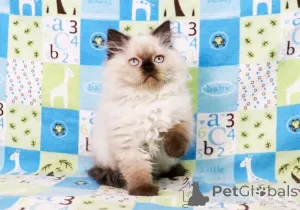 Фото №1. рэгдолл - купить в Хельсинки за 51022₽. Объявление №161344