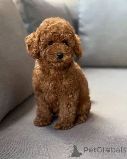 Фото №1. пудель (той) - купить в Берлине за договорная. Объявление №150828