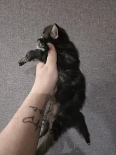 Фото №1. мейн-кун - купить в Инсбрук за 60299₽. Объявление №152379