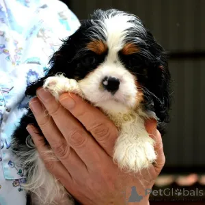 Дополнительные фото: Король кавалера Чарльз Спаниль Бленхейм и триколор