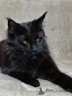 Фото №1. мейн-кун - купить в Аст за договорная. Объявление №160069