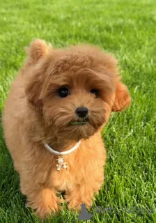 Фото №2 к объявлению №154731 о продаже пуделя (той) - купить в Великобритании частное объявление