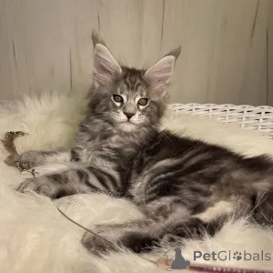 Дополнительные фото: Мейн-кун