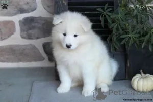 Фото №3. Красивые щенки KC Samoyed 5 Gen Bloodline.  США