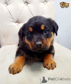 Дополнительные фото: Щенки ротвейлера.