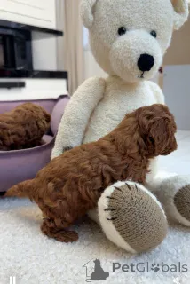 Фото №2 к объявлению №157432 о продаже пуделя (той) - купить в Великобритании частное объявление