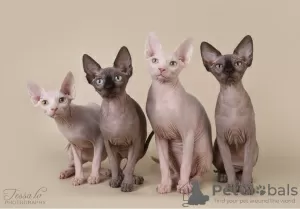 Дополнительные фото: Сanadian sphynx