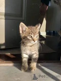 Фото №4. Продам шотландскую вислоухую (скоттиш фолд) в Грузия  - цена Бесплатно